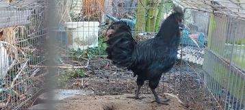 Prachtige Ayam Cemani haan - slechts 7 euro! beschikbaar voor biedingen