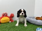 Cavalier King Charles Spaniel pups, België, 8 tot 15 weken, CDV (hondenziekte), Meerdere