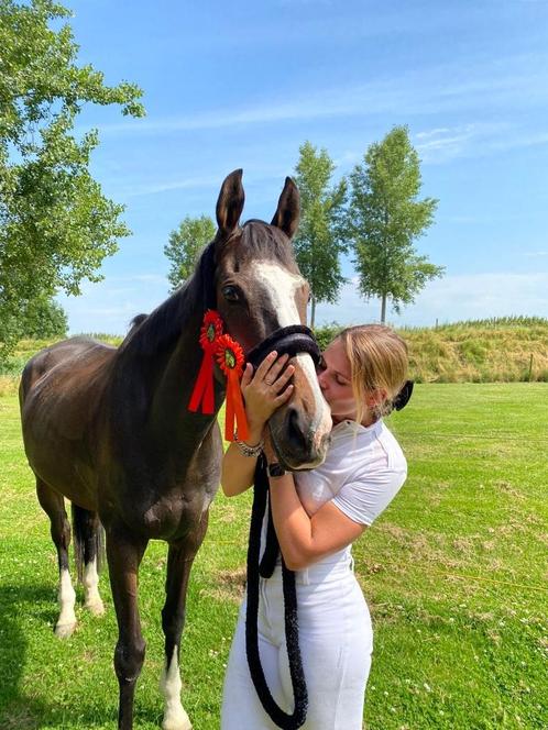 Lieve 8 jarige Ruin, Dieren en Toebehoren, Paarden, Ruin, Onbeleerd, 165 tot 170 cm, 7 tot 10 jaar, Recreatiepaard, Gechipt, Ontwormd
