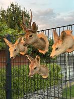 Taxdermie reebok hertenkop, Antiek en Kunst, Ophalen