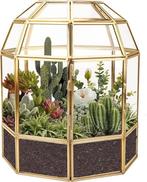 terrarium géométrique | Verre | LIVRAISON GRATUITE