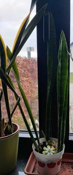 Sansevieria Zeylanica 81 cm, Huis en Inrichting, Kamerplanten, Minder dan 100 cm, Halfschaduw, Ophalen, Groene kamerplant