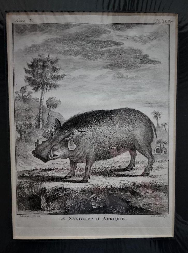 Kopergravure "Le Sanglier d'Afrique" ménagerie Voorburg 1780, Antiek en Kunst, Kunst | Etsen en Gravures, Ophalen of Verzenden