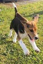 beagle pup(reutje), Dieren en Toebehoren, Particulier, CDV (hondenziekte), 8 tot 15 weken, België