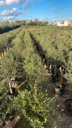 ‼️olijfbomen olea europaea aan onklopbare prijzen ‼️, Tuin en Terras, Ophalen