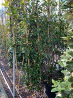 Elaeagnus ebbingei, Groenblijv. Leiscreen, bamboescherm C50L, Jardin & Terrasse, Plantes | Arbres, Espalier, Enlèvement