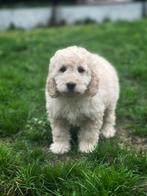Ontdek onze Mini-Labradoodle pups uniek mooi, Dieren en Toebehoren, België, CDV (hondenziekte), 8 tot 15 weken, Meerdere