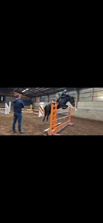 Aparte spring pony beschikbaar voor biedingen