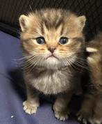 Britse korthaar kittens, Dieren en Toebehoren, Kater, Gechipt, 0 tot 2 jaar