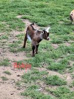 Dwerggeiten bokje, Dieren en Toebehoren, Schapen, Geiten en Varkens, Mannelijk, Geit, 0 tot 2 jaar