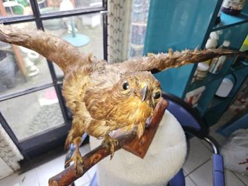 Taxidermie opgezette buizerd  beschikbaar voor biedingen