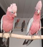 Mooie Roze Kaketoes Split Lutino, Dieren en Toebehoren, Mannelijk, Papegaai, Geringd