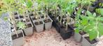Tomatenplanten uit eigen teelt, Zomer, Ophalen, Groenteplanten, Eenjarig