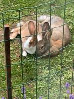 Twee  meisjes konijnen, Dieren en Toebehoren, Konijnen, Vrouwelijk, Middelgroot, 6 tot 8 jaar