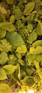 hortensia annabelle witte volle bloem, Tuin en Terras, Ophalen, Hortensia