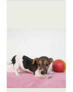 Jack Russel pup, Animaux & Accessoires, Chiens | Jack Russell & Terriers, Jack Russel Terrier, Particulier, Un chien, Belgique