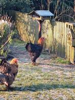 2 Brahma hanen, Dieren en Toebehoren, Pluimvee