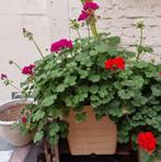 Grote meerjarige bloeiende Geranium van twee kleuren per pot, Jardin & Terrasse, Plantes | Jardin, Enlèvement, Plante fixe