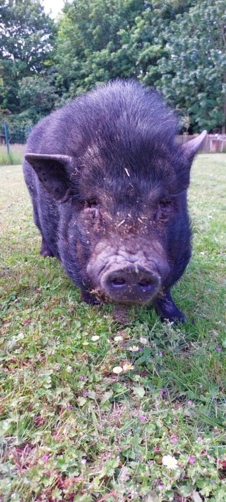Hangbuikzwijn gratis, Dieren en Toebehoren, Schapen, Geiten en Varkens, Varken, Mannelijk, 3 tot 5 jaar