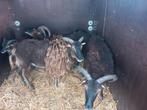 3 gecastreerde soay rammen.