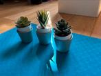 fake plant, Ophalen of Verzenden