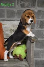 Prachtige Beagle pups, Dieren en Toebehoren, België, Beagle, CDV (hondenziekte), 8 tot 15 weken