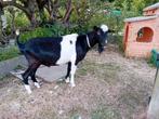 4 geiten, Dieren en Toebehoren, Schapen, Geiten en Varkens