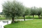 Forse wilgenpoten Salix alba, Ophalen