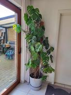 Monstera Deliciosa, Huis en Inrichting, Ophalen, 200 cm of meer, Overige soorten, Halfschaduw