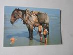 Carte postale, Dunkerque Est, pêcheurs de crevettes, Flandre Occidentale, Non affranchie, 1940 à 1960, Enlèvement ou Envoi