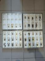 Collection entomologie insectes véritable dans bloc résine, Collections, Enlèvement ou Envoi, Comme neuf