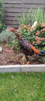 O'shamo  8 mois, Dieren en Toebehoren