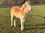 Haflinger merrie veulen, Dieren en Toebehoren, Merrie