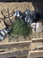 Super mooie Nederlandse dwerg hangoortjes, Dieren en Toebehoren