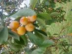 Mirabelles, Ophalen