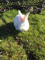 Vlaamse reus, Dieren en Toebehoren, Konijnen