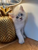 Brits korthaar, Dieren en Toebehoren, Kater, Gechipt, 0 tot 2 jaar
