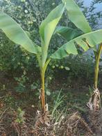 bananenboom, Ophalen