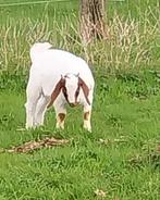 Boerbok met stamboek, Dieren en Toebehoren