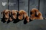 labrador pups, beide ouders zijn hier aanwezig, Animaux & Accessoires, Parvovirose, Plusieurs, Belgique, 8 à 15 semaines