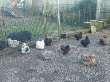 Broedeieren cochin kriel, Dieren en Toebehoren, Pluimvee
