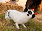 Lotharinger, Dieren en Toebehoren, Konijnen, Vrouwelijk, Groot, 0 tot 2 jaar