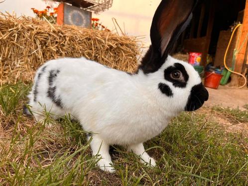 Lotharinger, Dieren en Toebehoren, Konijnen, Groot, Vrouwelijk, 0 tot 2 jaar