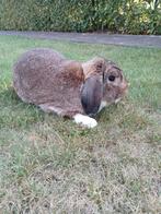 3 troetelkonijntjes zoeken een nieuwe thuis., Dieren en Toebehoren, Meerdere dieren, Middelgroot, Hangoor