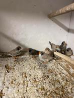 Zwartwang zebravinken, Dieren en Toebehoren