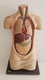anatomisch model van een menselijke torso. Antiek, Antiek en Kunst, Ophalen