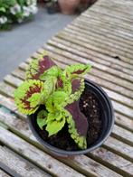 verschillende siernetels/coleus, Huis en Inrichting, Kamerplanten, Ophalen
