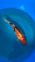 Japanse koi 25 -30cm, Karper of Koi