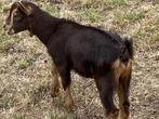 Supper mooi dwerggeitje, Dieren en Toebehoren, Schapen, Geiten en Varkens, Mannelijk, Geit, 0 tot 2 jaar