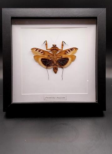 Cadre mante brune, Enlèvement ou Envoi, Neuf, Insecte, Animal empaillé